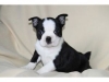 Two-purebred-Boston-Terrier-for-sale-